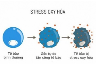 Những Vấn Đề Cần Biết Về Stress Oxy Hóa